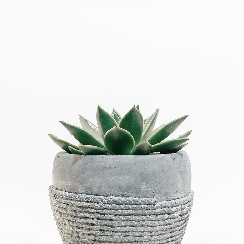 Monstera 15 cm potted